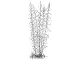 Reed (Arundo donax), Heb. AGMON (Job.40.2, Is.9.14, 19.15, 58.5) used to make walking sticks, measuring rods etc (2K.18.20, Ezk.29.6, 40.3, Rev.11.1, 21.15)